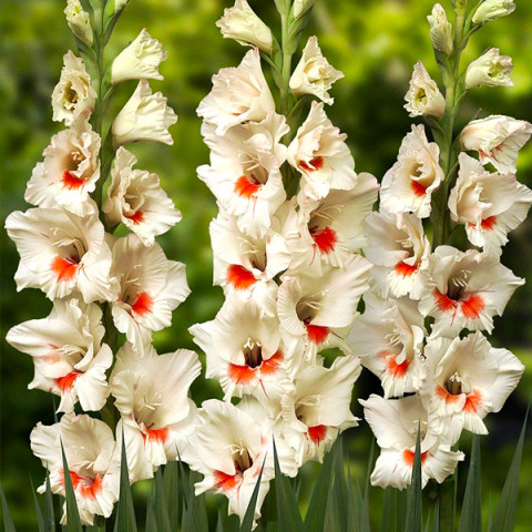 Gladiolus - Mieczyk Wielkokwiatowy Ajax