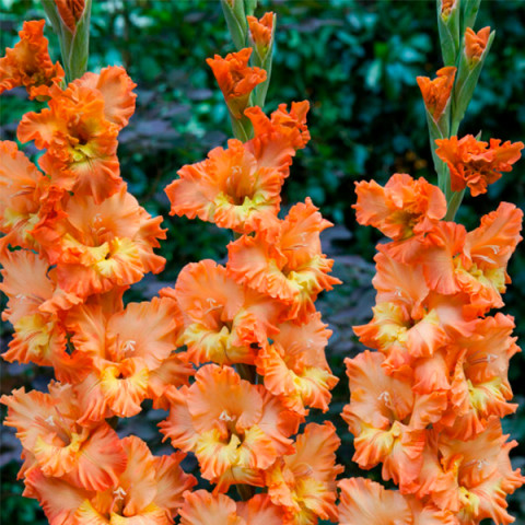 Gladiolus - Mieczyk Karbowany Princess Frizzle