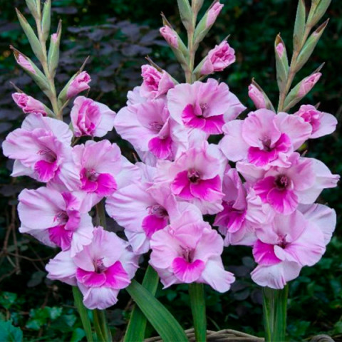 Gladiolus - Mieczyk Wielkokwiatowy Alannah
