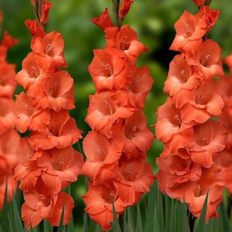 Gladiolus - Mieczyk Wielkokwiatowy Orange King