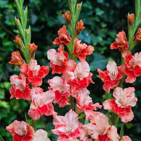 Gladiolus - Mieczyk Wielkokwiatowy Arcas