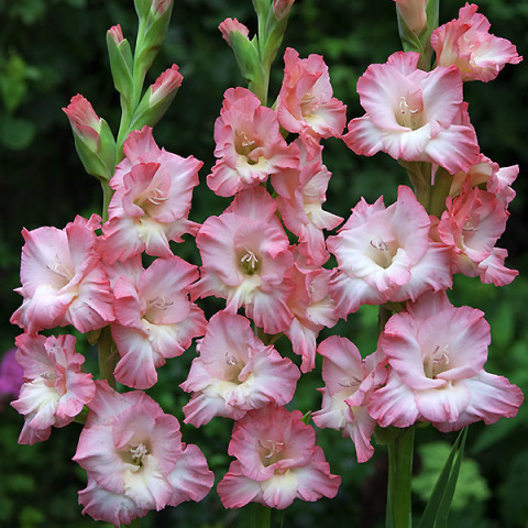 Gladiolus - Mieczyk Wielkokwiatowy Dolce Vita