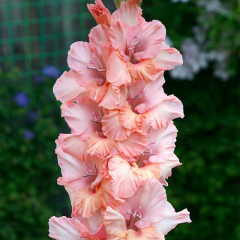 Gladiolus - Mieczyk Wielkokwiatowy Sisi