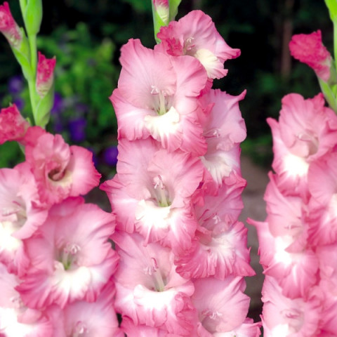 Gladiolus - Mieczyk Wielkokwiatowy Cheops PREMIUM (gigantyczna cebulka)