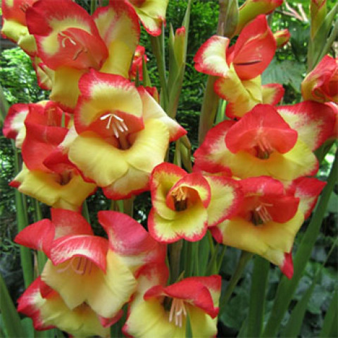 Gladiolus - Mieczyk Botaniczny Karłowy Las Vegas