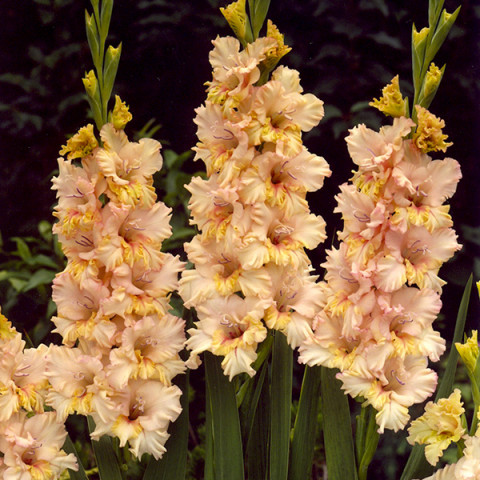 Gladiolus - Mieczyk Wielkokwiatowy Sacramento Frizzle
