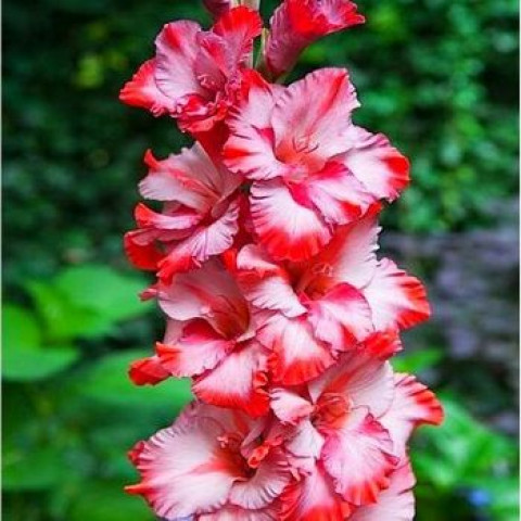 Gladiolus - Mieczyk Wielkokwiatowy Helvetia