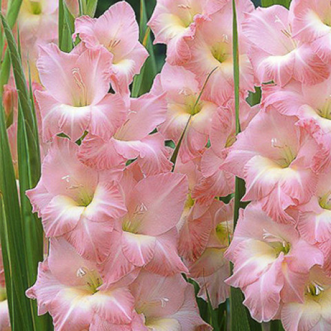 Gladiolus - Mieczyk Wielkokwiatowy Rose Supreme