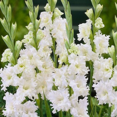 Gladiolus - Mieczyk Karbowany Snowy Frizzle PREMIUM (gigantyczna cebulka)