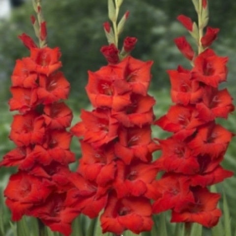 Gladiolus - Mieczyk Red King Bambino