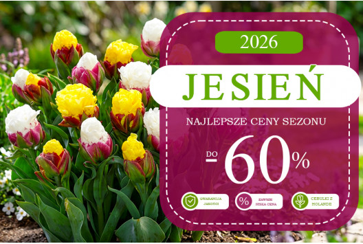 Otwarcie jesiennego sezonu – cebulki kwiatowe 2026