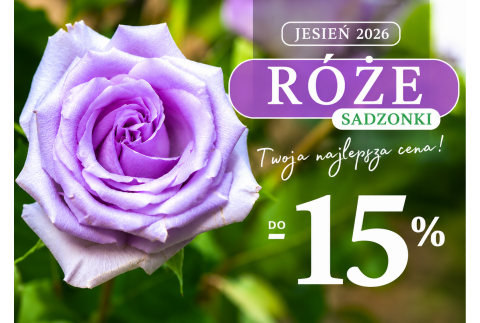 Róże – sadzonki Jesień 2026