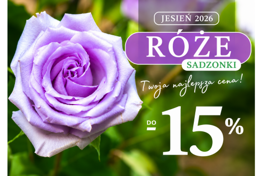 Róże sadzonki sezon 2026 - otwarty!