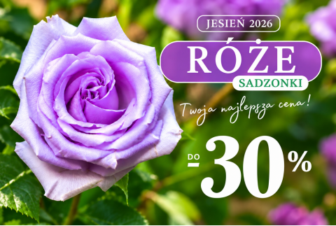 Róże – sadzonki Jesień 2026