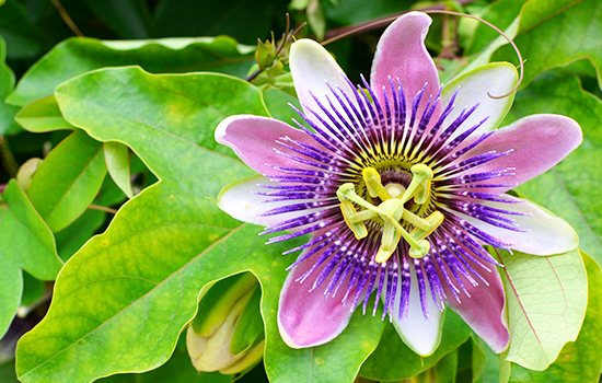 Passiflora: luksusowa liana - wspaniałe kwiaty i zdrowe owoce