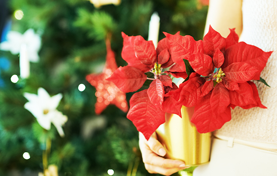 Rośliny bożonarodzeniowe: najbardziej świąteczne na sezon bożonarodzeniowy