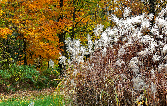 Trawy ozdobne: jesienna pielęgnacja - przycinanie na zimę, zalety i wady
