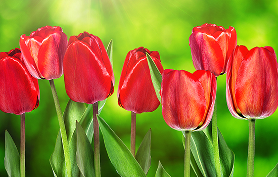 9 najlepszych odmian tulipanów do pędzenia (nazwy, zdjęcia, opisy)
