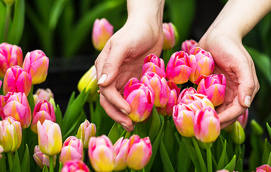 Dlaczego tulipany nie kwitną: przyczyny i co robić?
