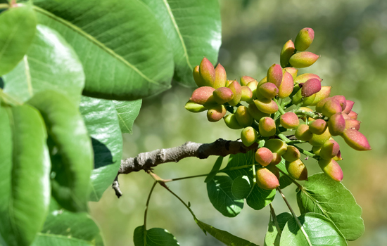 Czy w Polsce można uprawiać drzewo pistacjowe?