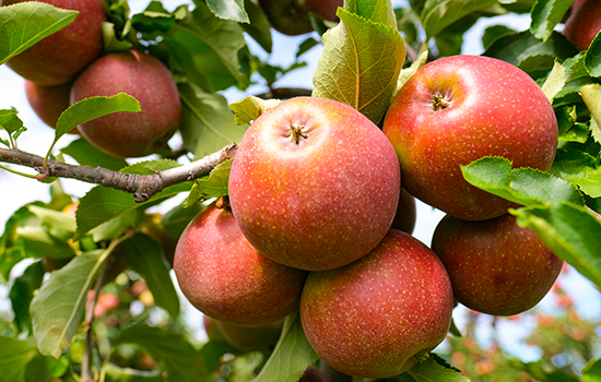 Jabłonie triploidalne: nowa generacja odmian - owocuje co roku, odporna na choroby