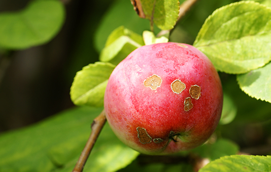 Plamy na jabłkach? Dowiedz się, jak leczyć jabłoń z parcha jesienią