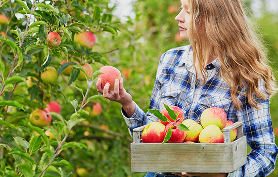 Jabłonie odporne: czym są, jakie odmiany wybrać - zdrowe i produktywne