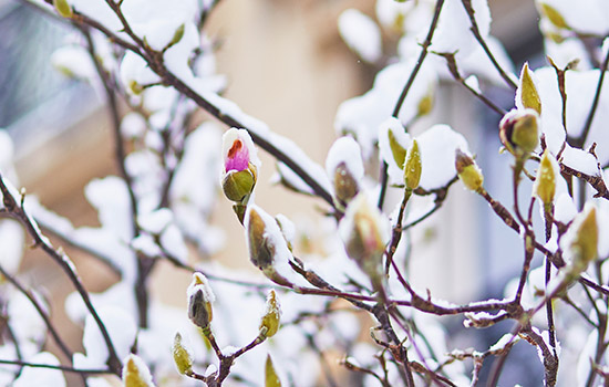 Okrywanie magnolii na zimę: sekrety doświadczonych ogrodników