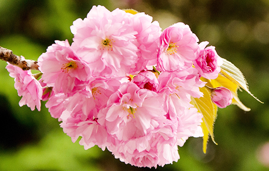 Sakura - urok japońskiego ogrodu: jak wyhodować luksusowe kwitnące drzewo