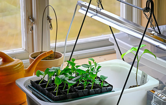 Fitolampy dla sadzonek: jak zapewnić skuteczne i optymalne oświetlenie sadzonek?