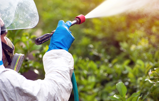 Jak pozbyć się barszczu na działce: musisz to wiedzieć