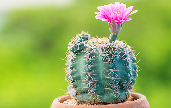 Jak sprawić, by kaktus zakwitł: wskazówki dotyczące wyboru odmiany i praktyczne zalecenia dotyczące pielęgnacji