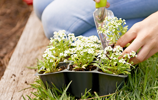 Alyssum z nasion: kwitnienie od wiosny do jesieni, miodowy zapach ogrodu