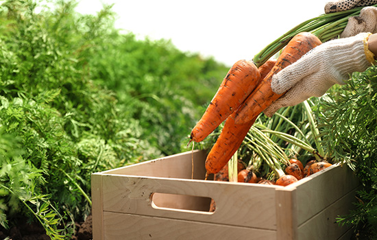 Jak i kiedy sadzić marchew zimą: czego potrzebujesz do dobrych zbiorów?