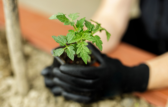 Liście pomidorów zmieniają kolor na niebieski. Co robić?