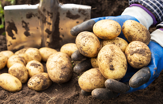 Jak sadzić ziemniaki pod agrowłókniną: 2 proste sposoby - cechy i zalety