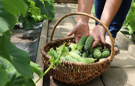 Pyszne i wcześnie dojrzewające: najlepsze wczesne odmiany ogórków