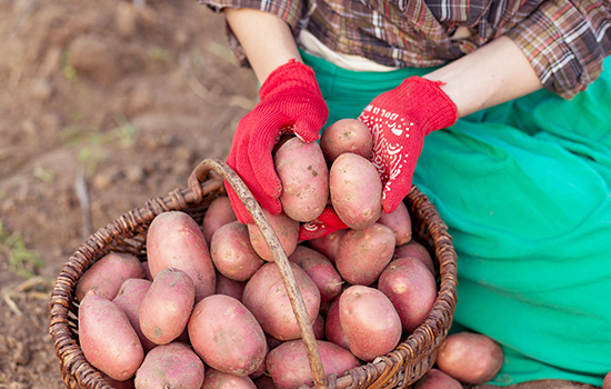Rozmnażanie ziemniaków: jak wybrać materiał do sadzenia i uzyskać doskonałe plony przy minimalnym wysiłku