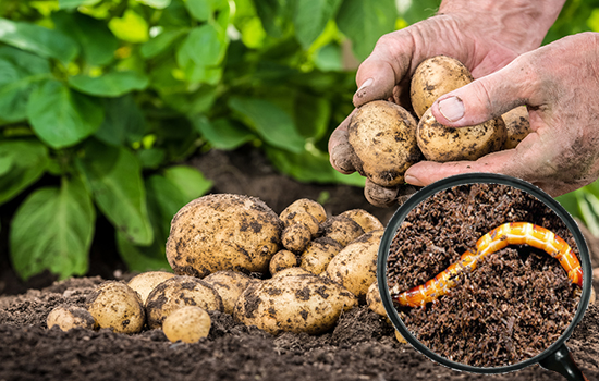 Drutowiec w ogrodzie: jak chronić rośliny okopowe - ziemniaki, marchew