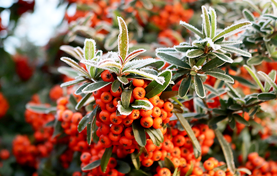 Są równie piękne zarówno latem, jak i zimą: 6 zimozielonych roślin ozdobnych do ogrodu zimowego