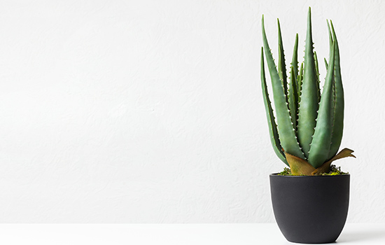 Najlepsze rośliny biurowe: tworzenie komfortu w miejscu pracy