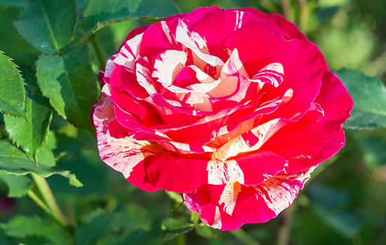 Najlepsze odmiany hybrydowych róż herbacianych