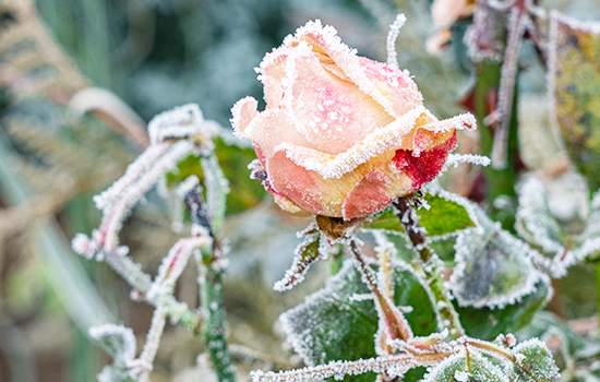 Okrywanie róż na zimę: zadbaj o swoje piękno