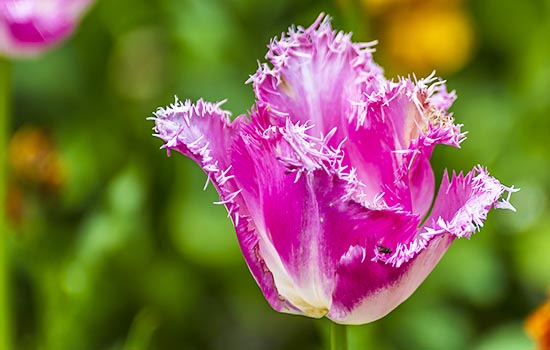 Tulipany strzępiaste: najpiękniejsze i najbardziej niezwykłe odmiany