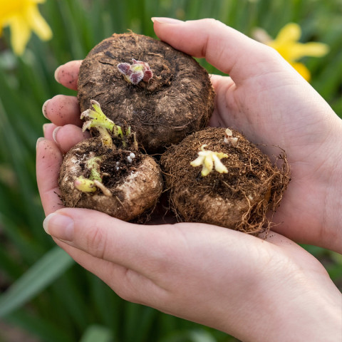 Gloksynia Blanche de Meru