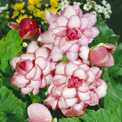Begonia Bouton de Rose