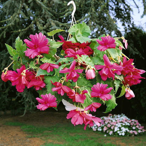 Begonia Ampel Różowa