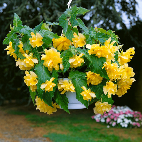 Begonia Ampel Żółta