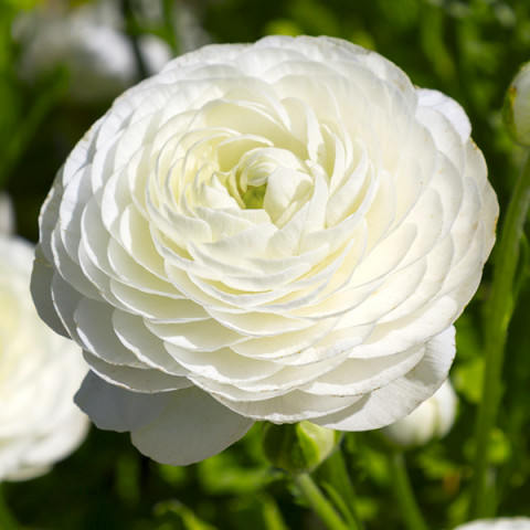 Ranunculus - Jaskier White