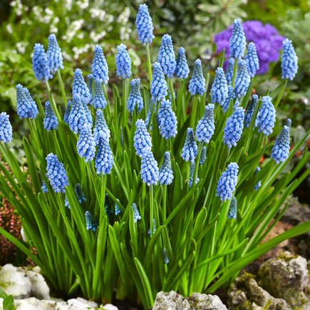 Muscari-Szafirek Cupido